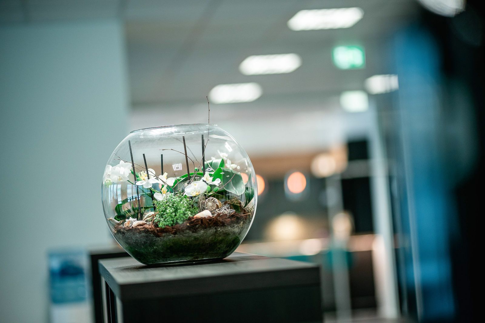 Terrarium als Detail